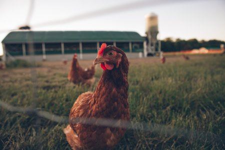En estos municipios valencianos está prohibida la cría de aves de corral al aire libre