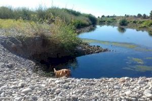 La presència de gossos solts a la Desembocadura del riu Millars continua sent un problema per a l'èxit reproductor de moltes aus - (foto 2) La presència de gossos solts a la Desembocadura del riu Millars continua sent un problema per a l'èxit reproductor de moltes aus - (foto 2)