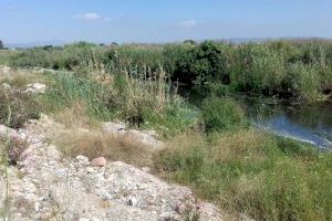 La presència de gossos solts a la Desembocadura del riu Millars continua sent un problema per a l'èxit reproductor de moltes aus - (foto 3) La presència de gossos solts a la Desembocadura del riu Millars continua sent un problema per a l'èxit reproductor de moltes aus - (foto 3)