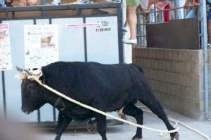 Bous al carrer en la Comunitat Valenciana: los festejos del fin de semana