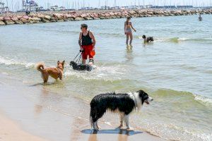 ¿Cuáles son las playas para perros en València?