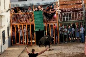 Cabanes celebra Sant Pere con bous al carrer, actuaciones musicales y talleres