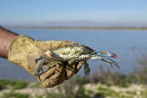 El cranc blau protagonitza el concurs gastronòmic que organitza demà el CIMAR de la Universitat d’Alacant