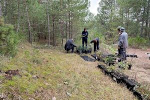 El proyecto LIFE Teixeres llega a Vistabella
