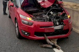 Muere aplastada por un coche una cabra montesa en un accidente en Alberic Muere aplastada por un coche una cabra montesa en un accidente en Alberic