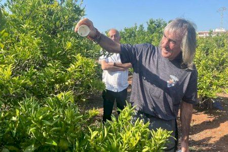 El Ayuntamiento de Bétera realiza una suelta masiva de cryptolaemus para proteger sus cítricos