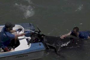 Mor ofegat un bou en els bous a la mar de Dénia