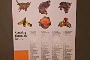 La rectora inaugura en el MUA l’exposició ‘Després de la UA’ - (foto 2)