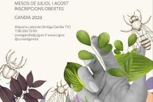 Oberta la inscripció per a la 30 edició del voluntariat ecològic de Gandia - (foto 2)