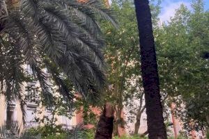 Retiren una palmera caiguda de matinada a l'avinguda Ferran el Catòlic de València - (foto 4)