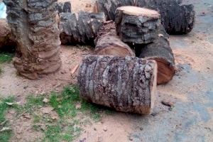 Retiren una palmera caiguda de matinada a l'avinguda Ferran el Catòlic de València