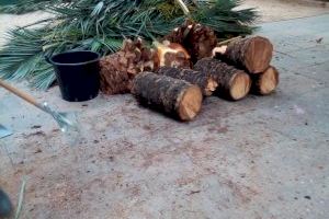 Retiren una palmera caiguda de matinada a l'avinguda Ferran el Catòlic de València - (foto 2)