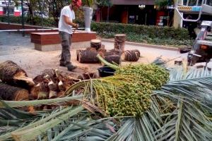 Retiren una palmera caiguda de matinada a l'avinguda Ferran el Catòlic de València - (foto 3)