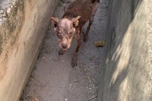 Localitzen un gos maltractat, abandonat i desnodrit a Sueca - (foto 3)