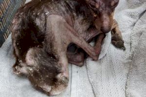 Localitzen un gos maltractat, abandonat i desnodrit a Sueca - (foto 2)