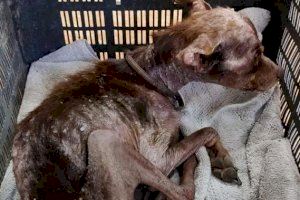Localitzen un gos maltractat, abandonat i desnodrit a Sueca