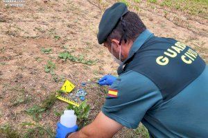 La Guardia Civil detiene a un hombre por colocar cebos envenenados en dos campos agrícolas La Guardia Civil detiene a un hombre por colocar cebos envenenados en dos campos agrícolas
