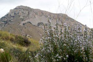 El Ayuntamiento de Crevillent consigue una subvención de 8.000 euros para un voluntariado medioambiental para prevenir incendios forestales