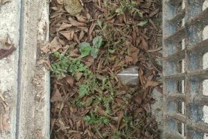 L'Ajuntament d'Algemesí inicia la neteja de canalons i embornals d'Algemesí per a evitar inundacions - (foto 4)