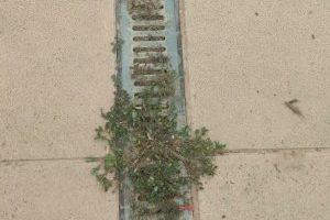 L'Ajuntament d'Algemesí inicia la neteja de canalons i embornals d'Algemesí per a evitar inundacions - (foto 6)