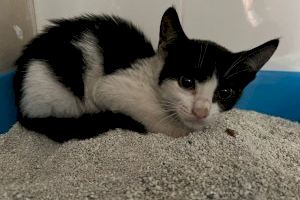 VIDEO | El delicado rescate del gato atrapado en el tejado de un patio de Valencia a 10 metros de profundidad