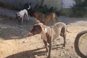 La jauría de perros Pitbull capturada en Picassent tenía atemorizada al vecindario y llegó a matar a otro perro