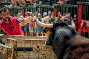 Bous al carrer