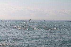 Más de 150 nadadores participan en la XII Travesía playa Casablanca de Almenara - (foto 14) Más de 150 nadadores participan en la XII Travesía playa Casablanca de Almenara - (foto 14)