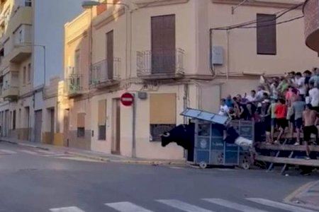 VÍDEO | Esglai a Onda en desencaixonar un dels 'bous al carrer'
