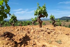 LA UNIÓ reclama més ajudes per la sequera i lamenta que “la nova Conselleria és com si estiguera en permanents vacances” - (foto 2) LA UNIÓ reclama més ajudes per la sequera i lamenta que “la nova Conselleria és com si estiguera en permanents vacances” - (foto 2)