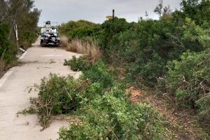 Retiren quasi 300 tones de vegetació a la Devesa del Saler per a reduir el risc d'incendis - (foto 3)