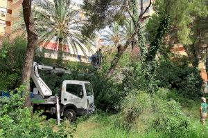 Retiren quasi 300 tones de vegetació a la Devesa del Saler per a reduir el risc d'incendis