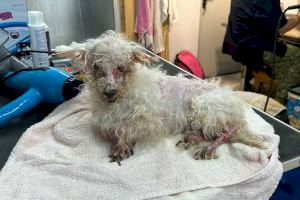 El Ayuntamiento trasladará a la Policía la situación de dos perros abandonados para que investigue un posible caso de maltrato animal