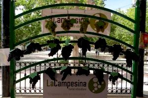 El LXV Concurso de Uvas de la Feria de Utiel selecciona las mejores uvas de bobal, tempranillo y macabeo del municipio - (foto 3)