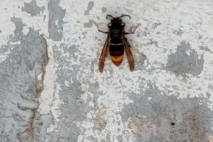 El sector apícola valenciano en alerta por la llegada de la avispa asiática a la Comunitat