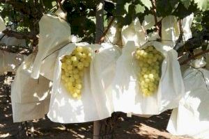 Comienza la recogida de bolsos en el punto limpio gratuito para agricultores de Aspe