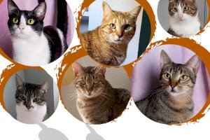 La Protectora de Animales de Burjassot incide en la adopción de animales adultos La Protectora de Animales de Burjassot incide en la adopción de animales adultos