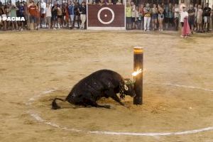 Polémica por el toro embolado de Oropesa: "Los animales mientras trabajan son felices y ejercen su condición"