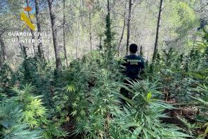 Encuentran un gran cultivo de marihuana a orillas del río Villahermosa en la provincia de Castellón Encuentran un gran cultivo de marihuana a orillas del río Villahermosa en la provincia de Castellón