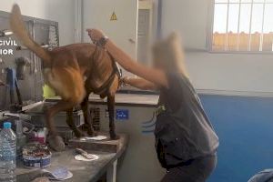 Destapen un taller de cotxes clandestí a Almussafes, tapadora d'un gran negoci de la droga