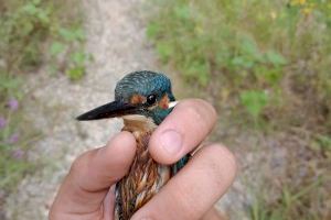 Desarticulan un artefacto de caza furtivo en el paraje de la Desembocadura del río Mijares