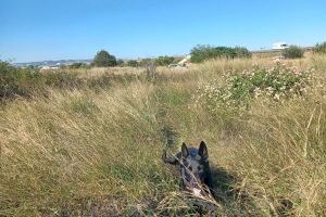 Trobat sense vida el cos de Julián García Jurado, el veí de Vila-real desaparegut - (foto 8)
