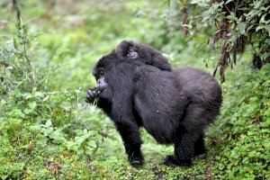 El investigador de la UA Alejandro Romero participa en un proyecto que estudia el gorila de montaña en África - (foto 3) El investigador de la UA Alejandro Romero participa en un proyecto que estudia el gorila de montaña en África - (foto 3)