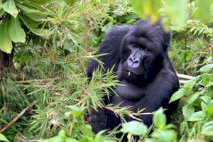 El investigador de la UA Alejandro Romero participa en un proyecto que estudia el gorila de montaña en África - (foto 4) El investigador de la UA Alejandro Romero participa en un proyecto que estudia el gorila de montaña en África - (foto 4)