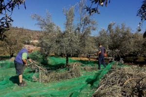 La Cooperativa de Viver inicia su campaña de aceite tras recuperar el 86% de la producción de aceituna