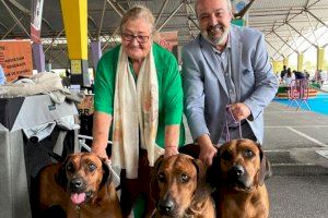 El Certamen de Bellesa Canina nacional i internacional atrau a Castelló a més de 4.000 persones este cap de setmana - (foto 2)
