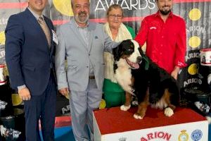 El Certamen de Bellesa Canina nacional i internacional atrau a Castelló a més de 4.000 persones este cap de setmana - (foto 3)