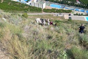 Un genet i el seu cavall es despenyen per una muntanya de La Vilavella