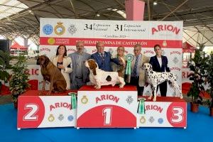 El Certamen de Bellesa Canina nacional i internacional atrau a Castelló a més de 4.000 persones este cap de setmana