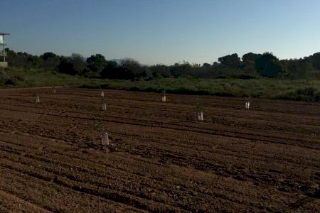 AVA-ASAJA denuncia hurtos todos los días: este domingo un robo de plantones de algarrobo en Bétera
